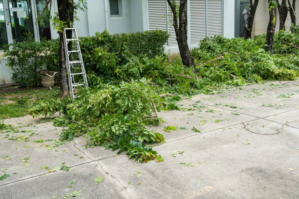 Best Best Tree Removal Services  in Rockford, MI